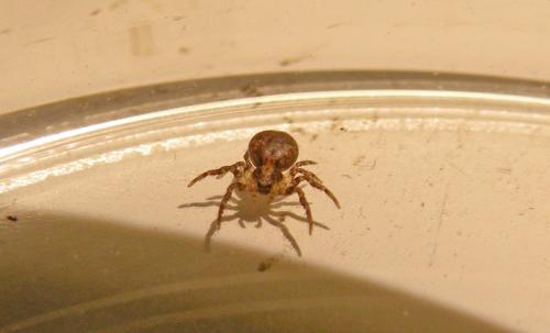 Ozyptila sp.
